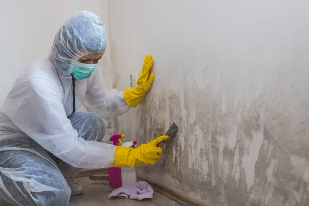 Best Residential Mold Remediation in Dunes City, OR
