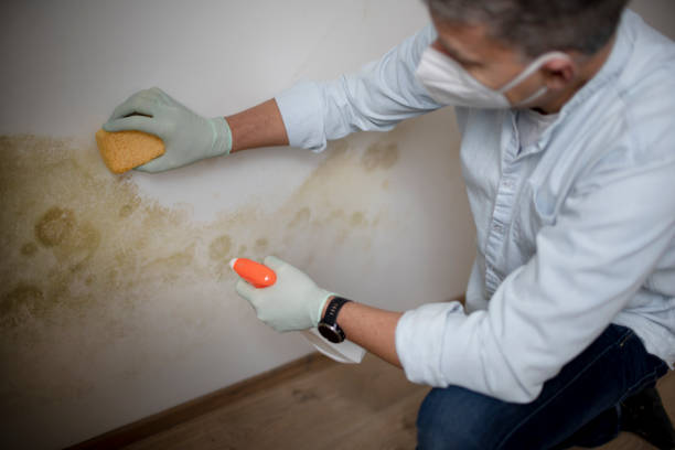Best DIY Mold Remediation Support Services in Dunes City, OR